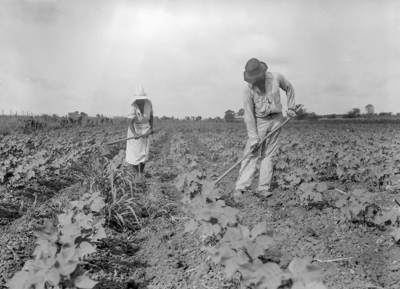 Sermons to Chickens: The Alabama Boy Who Learned Courage Before Anyone Taught Him the Word